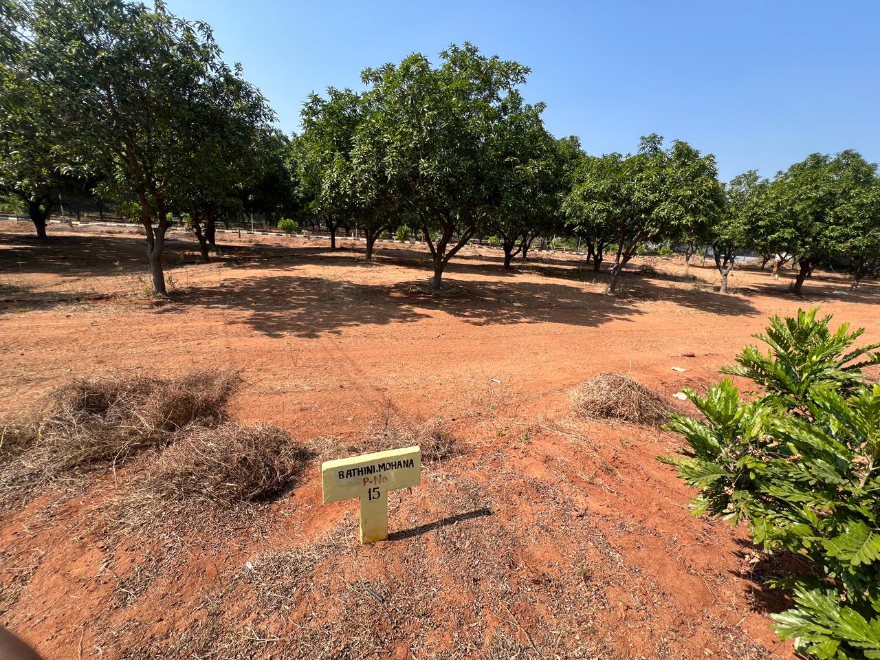 Premium Open Plot